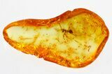 Detailed Fossil Ant (Formicidae) In Baltic Amber #315366-1